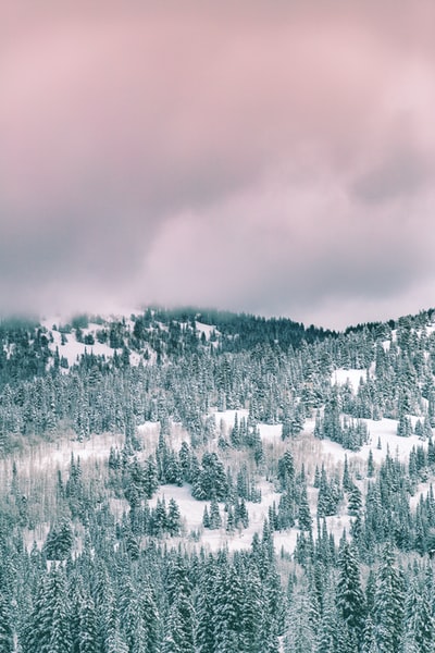 白天多云的天空下，绿树被雪覆盖